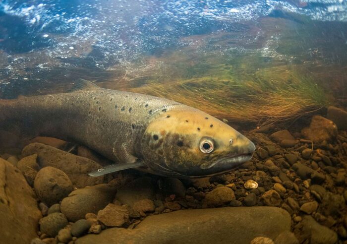 Atlantic Salmon