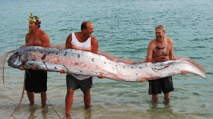 Oarfish