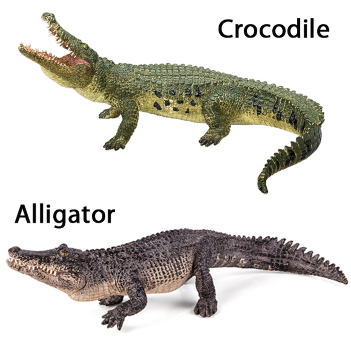 Crocodiles and Alligators