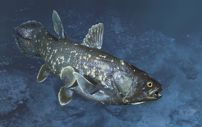 Coelacanth