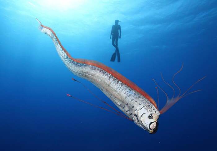 Oarfish: The Giant Ocean Creature