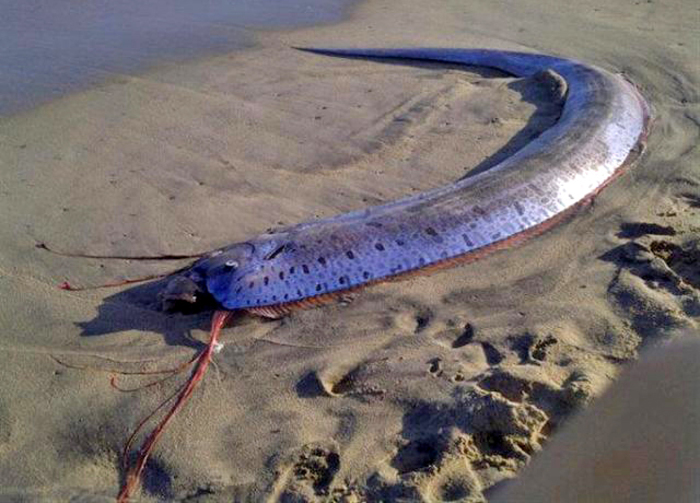 Oarfish