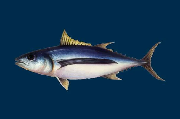 Comprehensive Guide to Albacore Tuna (Thunnus alalunga): Scientific Classification, Ecology, and Eco