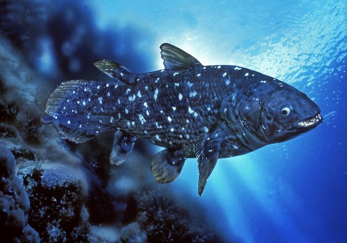 Coelacanth