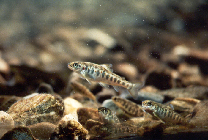 Fry Stage and Migration to the Ocean