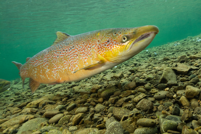 Atlantic Salmon: An In-Depth Guide on Classification, Characteristics, and More