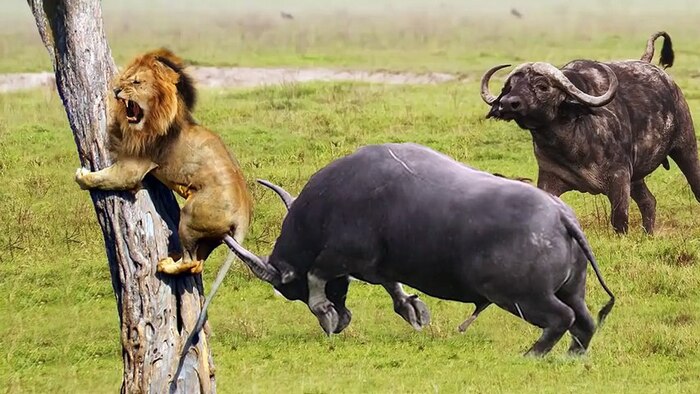 Lions and Buffaloes