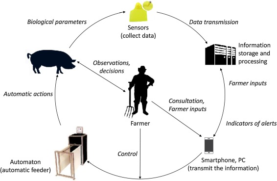 How Are Precision Feeding Technologies Used to Improve Animal Health?