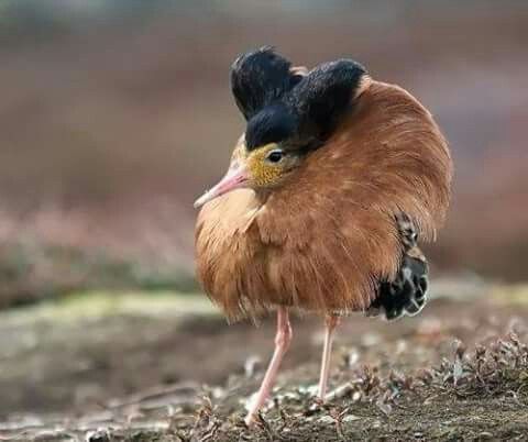 Ruff (Philomachus pugnax) - Comprehensive Species Overview