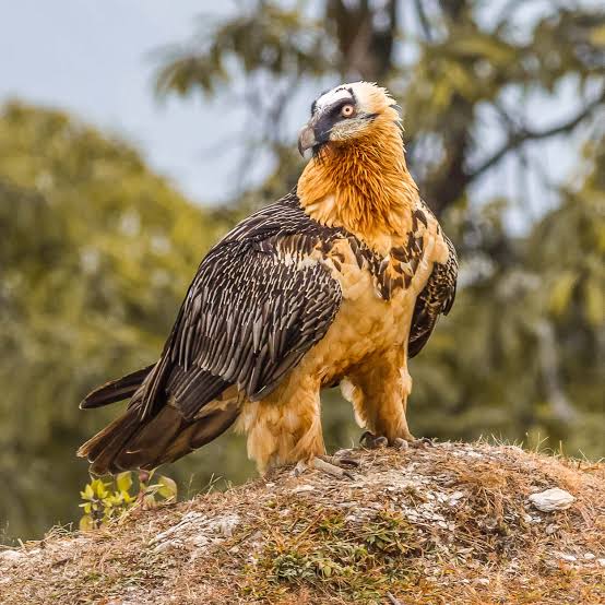 bearded vulture (Gypaetus barbatus) : A Deep Dive into the Majestic Bird