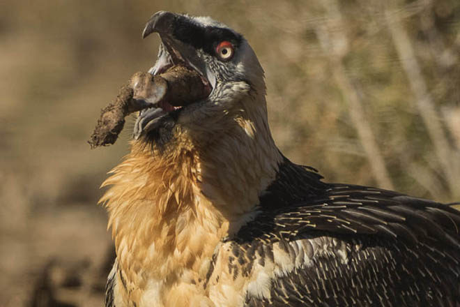 bearded vulture (Gypaetus barbatus)