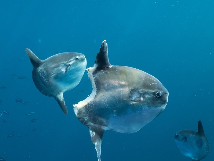 Ocean sunfish