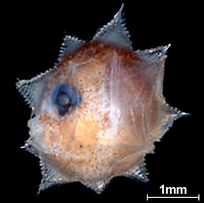 ocean sunfish is eggs