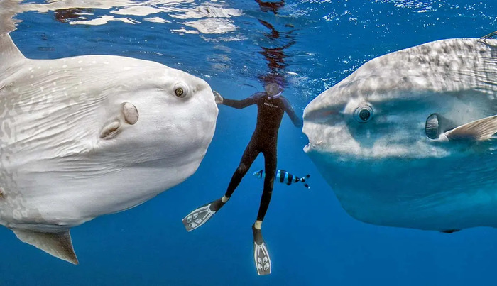 Ocean Sunfish: A Deep Dive into the Fascinating Mola Mola