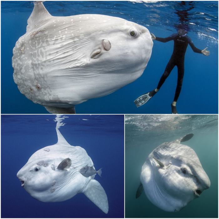 Ocean sunfish