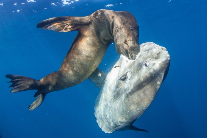 Ocean sunfish