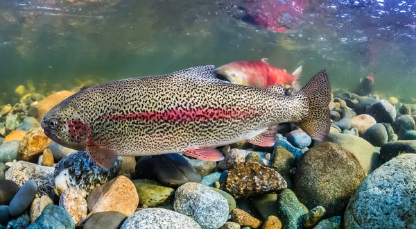 Oncorhynchus mykiss