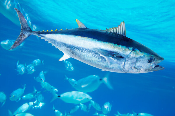 Thunnus spp.