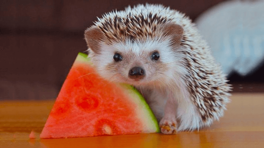 What Do Hedgehogs Eat? A Comprehensive Guide to Hedgehog Diet