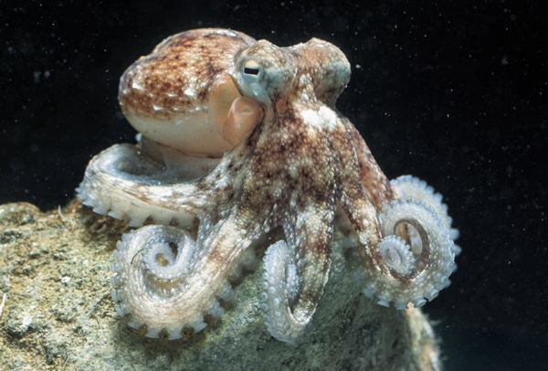 Octopus vulgaris