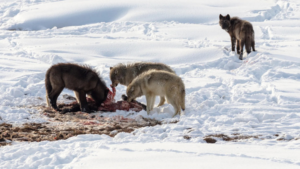 What Animals Do Wolves Eat? A Deep Dive into Wolf Diets