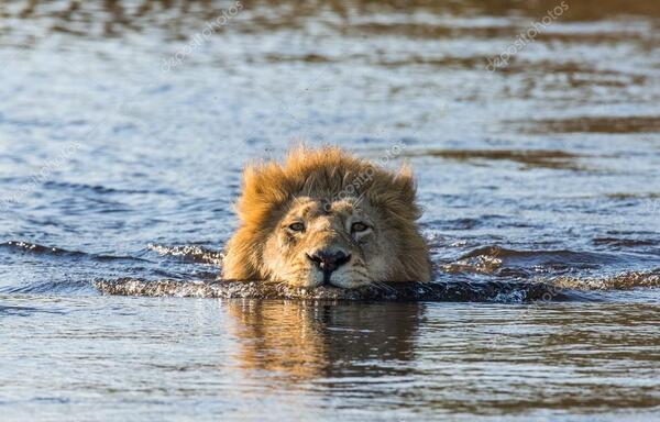 Lion (Panthera leo)