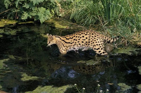 African Serval (Leptailurus serval)