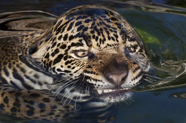 Jaguar (Panthera onca) swimming