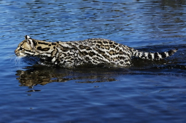 Ocelot (Leopardus pardalis)