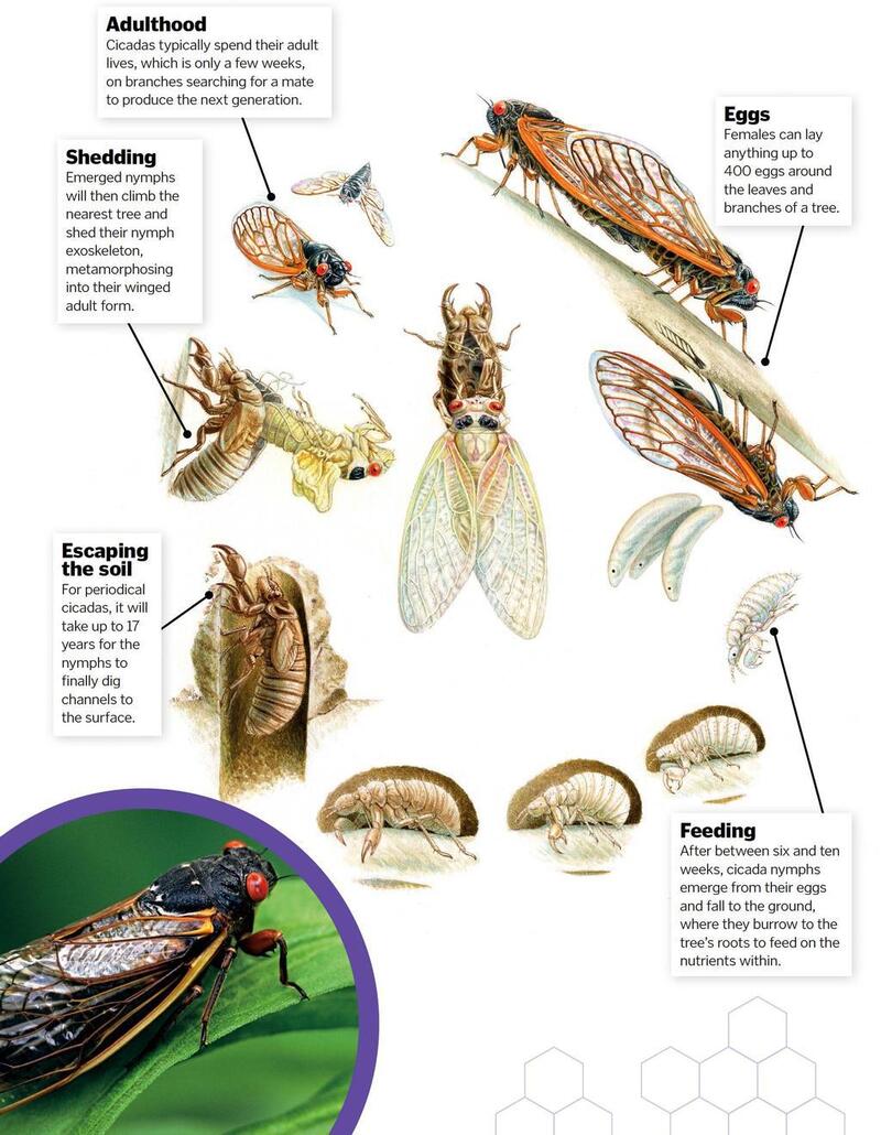 Cicada Reproduction