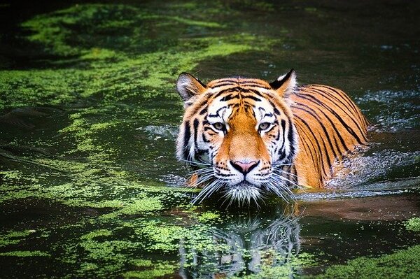 15 Wild Cats That Swim: A Comprehensive Guide to Swimming Wild Cats