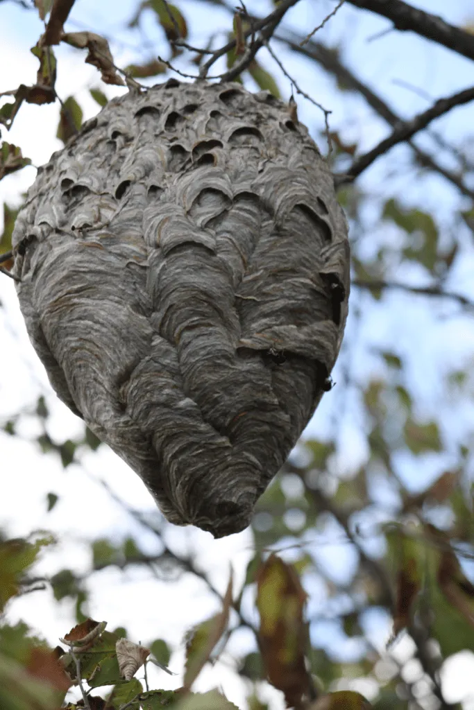 Will the Hornets Leave If the Nest Is Destroyed? A Complete Guide to Hornet Behavior and Nest Remova