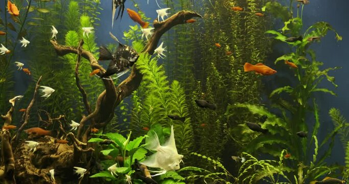 The Best Water for Fish: Understanding Water Quality and Treatments for Healthy Fishkeeping