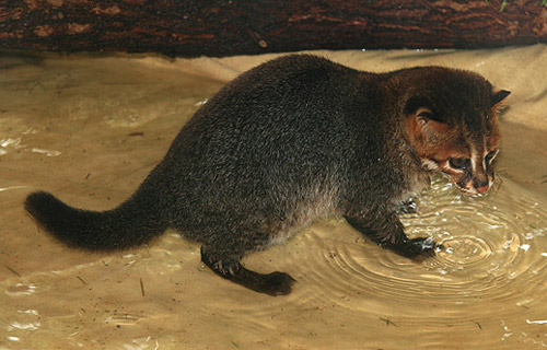 Rusty-Spotted Cat (Prionailurus rubiginosus)