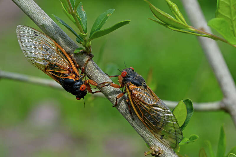 Everything You Need to Know About Cicada Reproduction: From Mating to Offspring