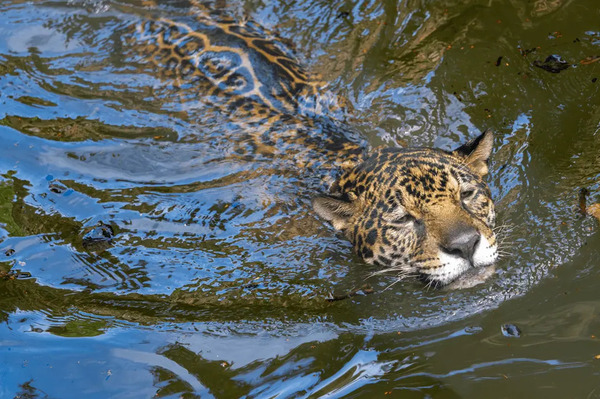 Leopard (Panthera pardus) swimming