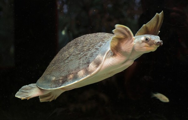 A Comprehensive Guide to the Pig-Nosed Turtle: Classification, Behavior, and Conservation