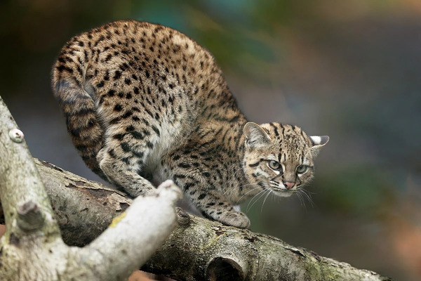 Geoffroy’s Cat (Leopardus geoffroyi)