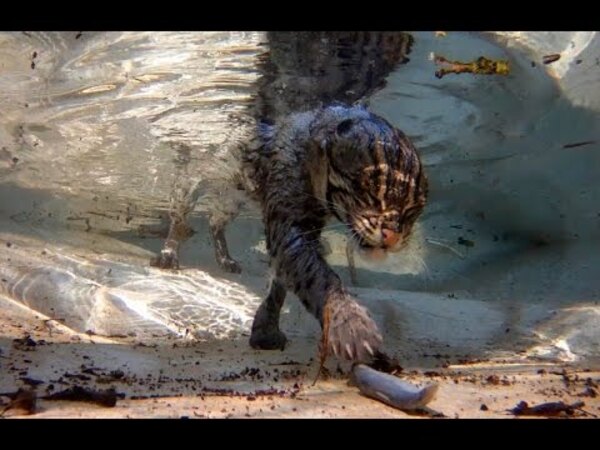 Black-Footed Cat (Felis nigripes)