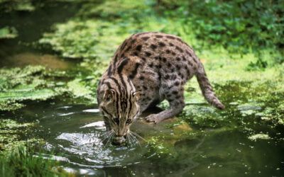 Can Leopard Cat (Prionailurus bengalensis) Swim? An In-depth Look at Their Swimming Ability