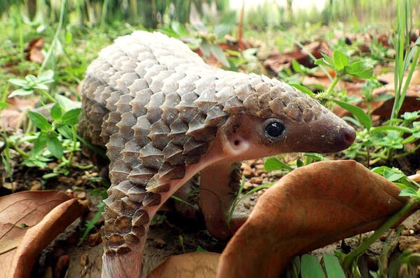 Is the Pangolin a Mammal? Understanding the Classification and Features of this Unique Animal