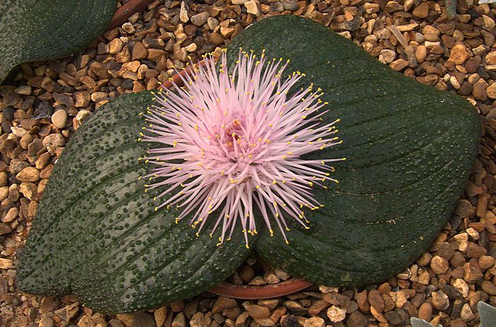 Massonia Depressa (Mirror Flower): A Rare Gem for Your Garden