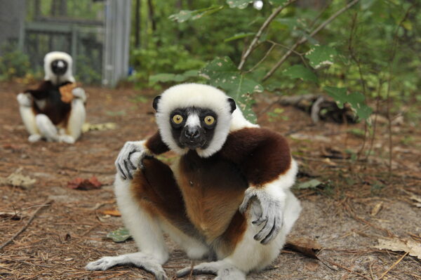 Coquerel's Sifaka (Propithecus coquereli): An In-Depth Look at the Critically Endangered Lemur