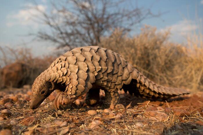 Are Pangolins Friendly to Humans? Understanding the Nature of Pangolins