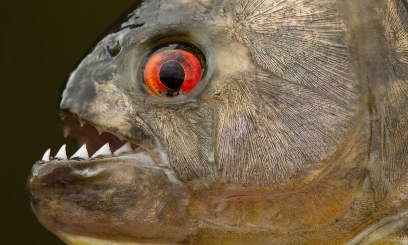 Top 10 Fish with the Strongest Bite in the World