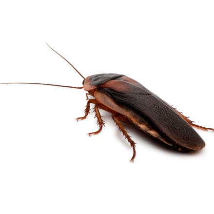 How to Completely Eliminate Cockroaches in Your House: A Simple Guide