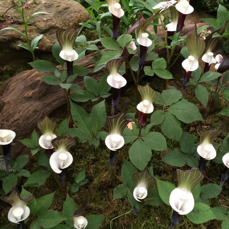 Arisaema sikokianum