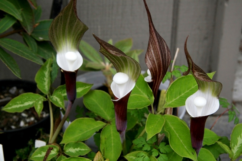 Arisaema sikokianum: A Rare and Beautiful Lantern Plant of Asia