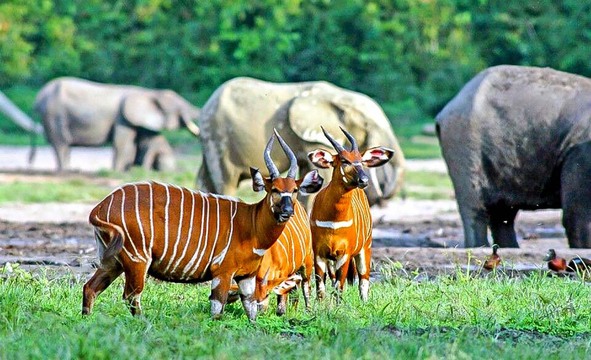 Bongo (Tragelaphus eurycerus)、 bongo (antelope)、bongo antelope bull