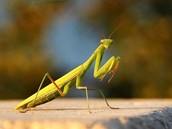 How Aggressive Are Mantis? Everything You Need to Know About Their Behavior